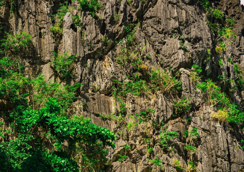 Sortie botanique aux pieds des falaises !